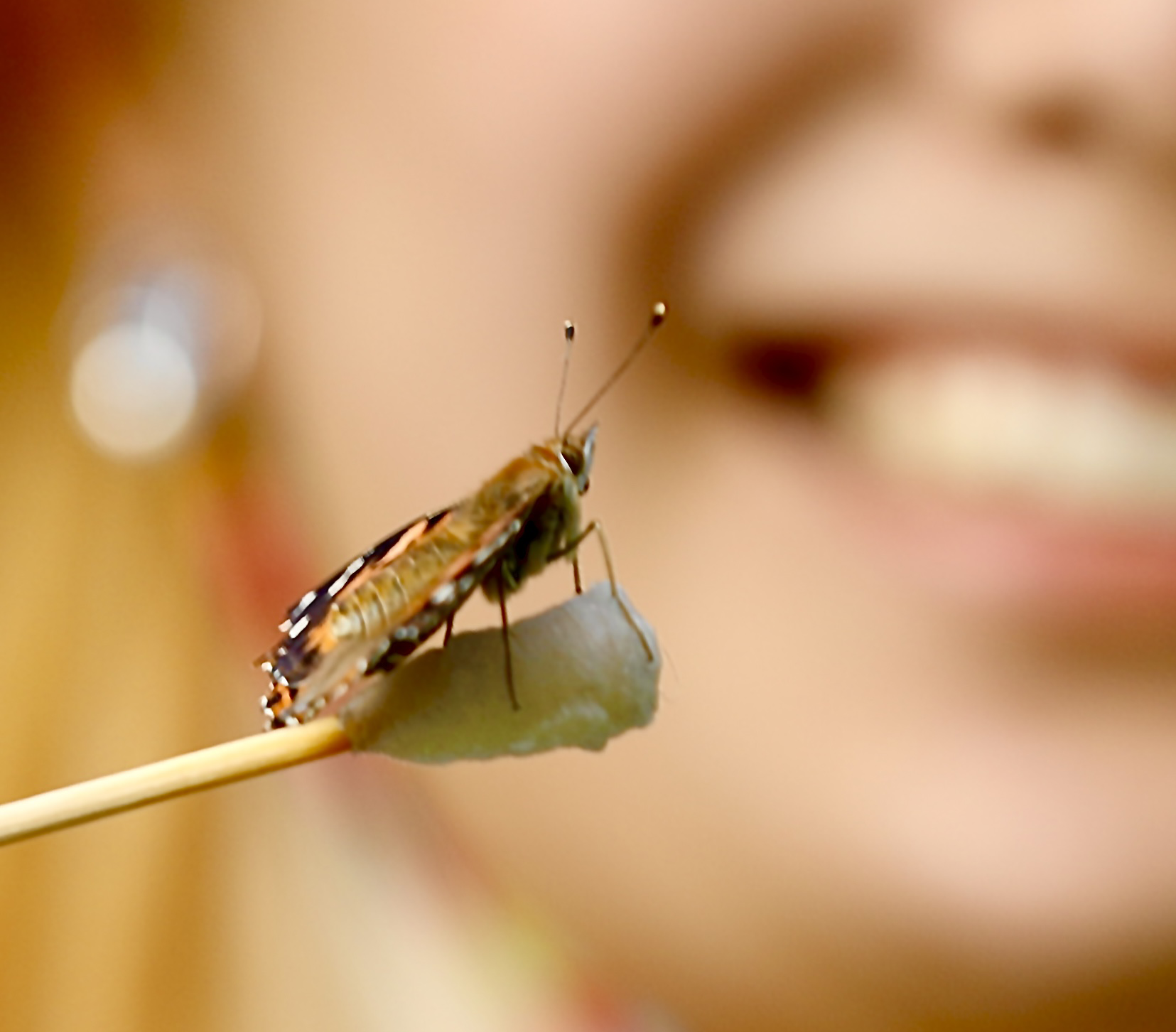 Close-up of a butterfly perched on a stick near a smiling face