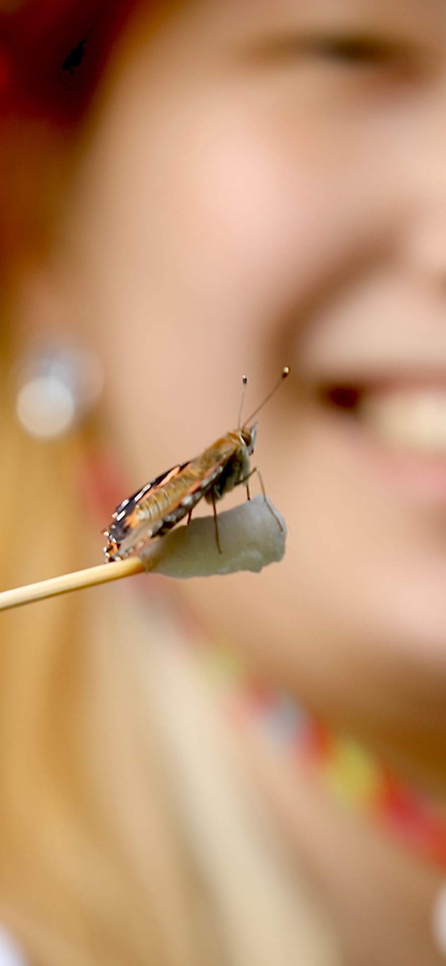 Up close with a painted lady
